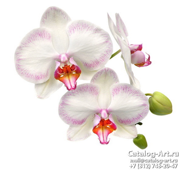 Pink orchids 34
